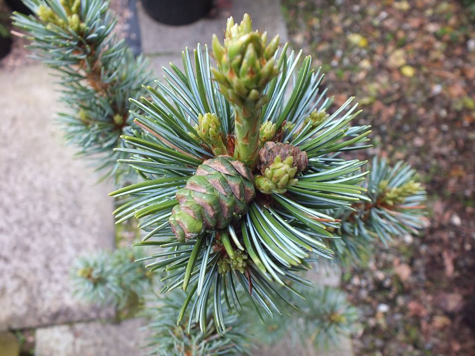 Pinus parviflora 'Glauca'