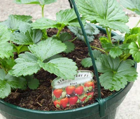 strawberry basket.jpg