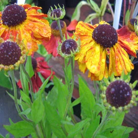 Helenium-bronze.jpg