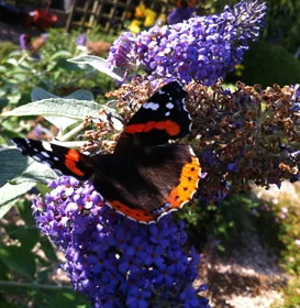 utterfly-on-uddlej.jpg