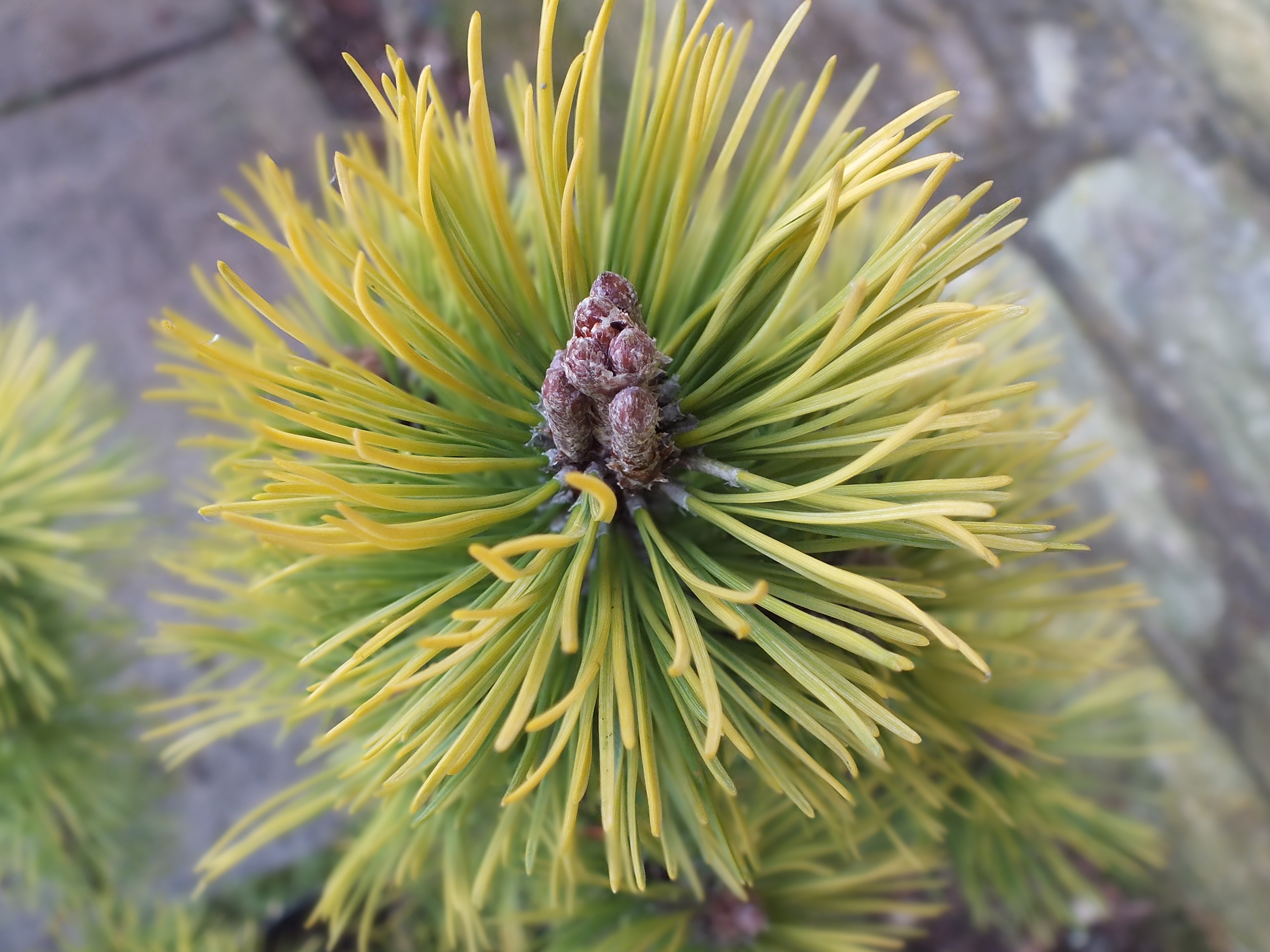 Pinus mugo 'Ophir'