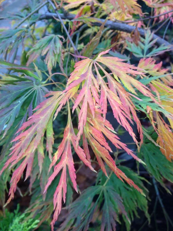 Japanese Maples — The Mill Garden Centre
