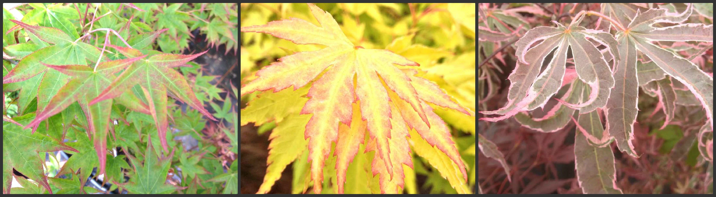 acer collage.jpg