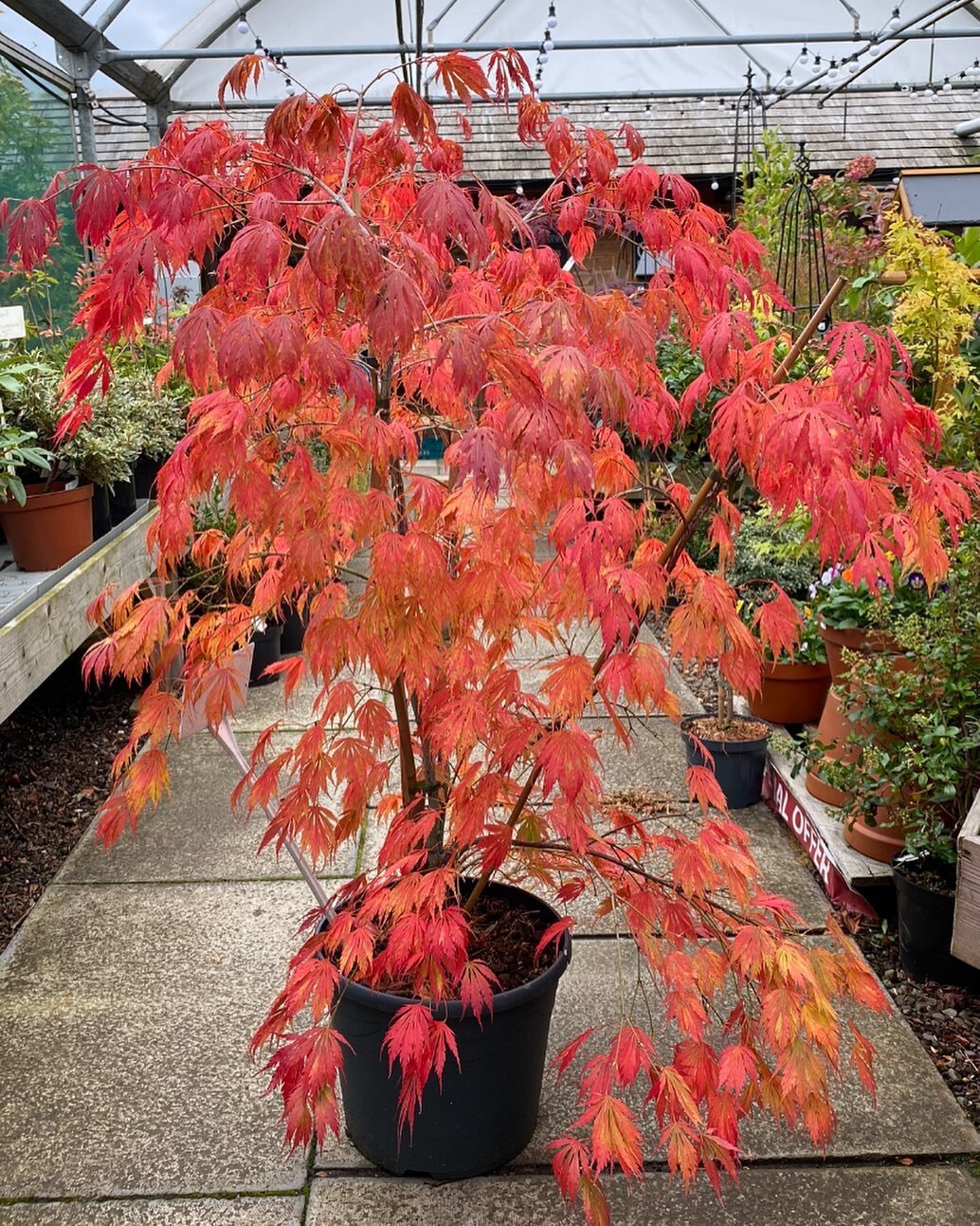 This Acer palmatum &lsquo;Omura-Yama&rsquo; is out for delivery this morning. Fantastic autumn colour 😍😍😍🍂🍂🍂
#millgardencentre #autumn #acerpalmatum #colour #gardening #plants #gardeninspiration #plantsofinstagram #autumncolors