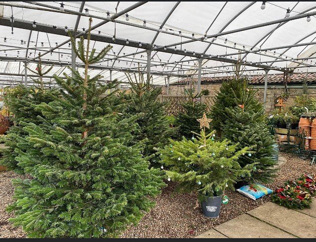 **Christmas Trees**
🎄🎄🎄🎄🎄🎄🎄🎄🎄🎄🎄🎄🎄🎄🎄🎄🎄
We are now taking orders for our freshly cut Christmas Trees, they will be available from November 23rd, delivery will be available from November 28th.
We are offering free delivery within a 5 mi