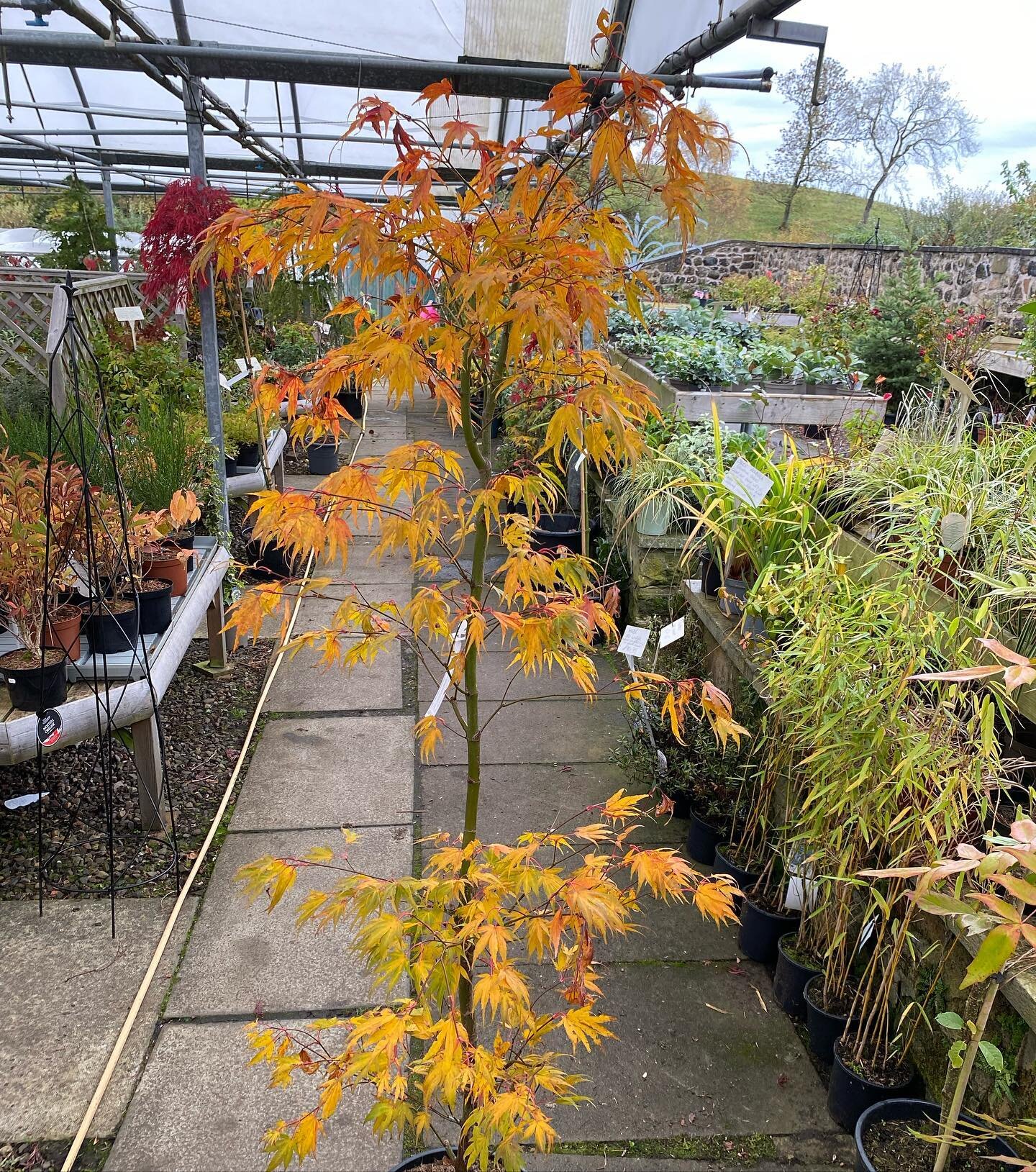 Awesome Autumn colours! 
Lots of beautiful colours on display, particularly amongst our Acer collection. 
Acer palmatum &lsquo;Scolopendrifolium&rsquo; changes from its summer colour of light green to shades of orange and yellow 😍
Acer rubrum &lsquo