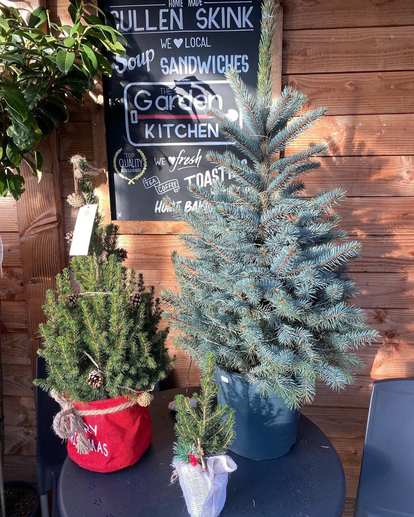 Lots of pot grown and freshly cut Christmas trees available! 🎄🎄🎄🎄🎄🎄🎄🎄
#millgardencentre #christmas #trees #shoplocal