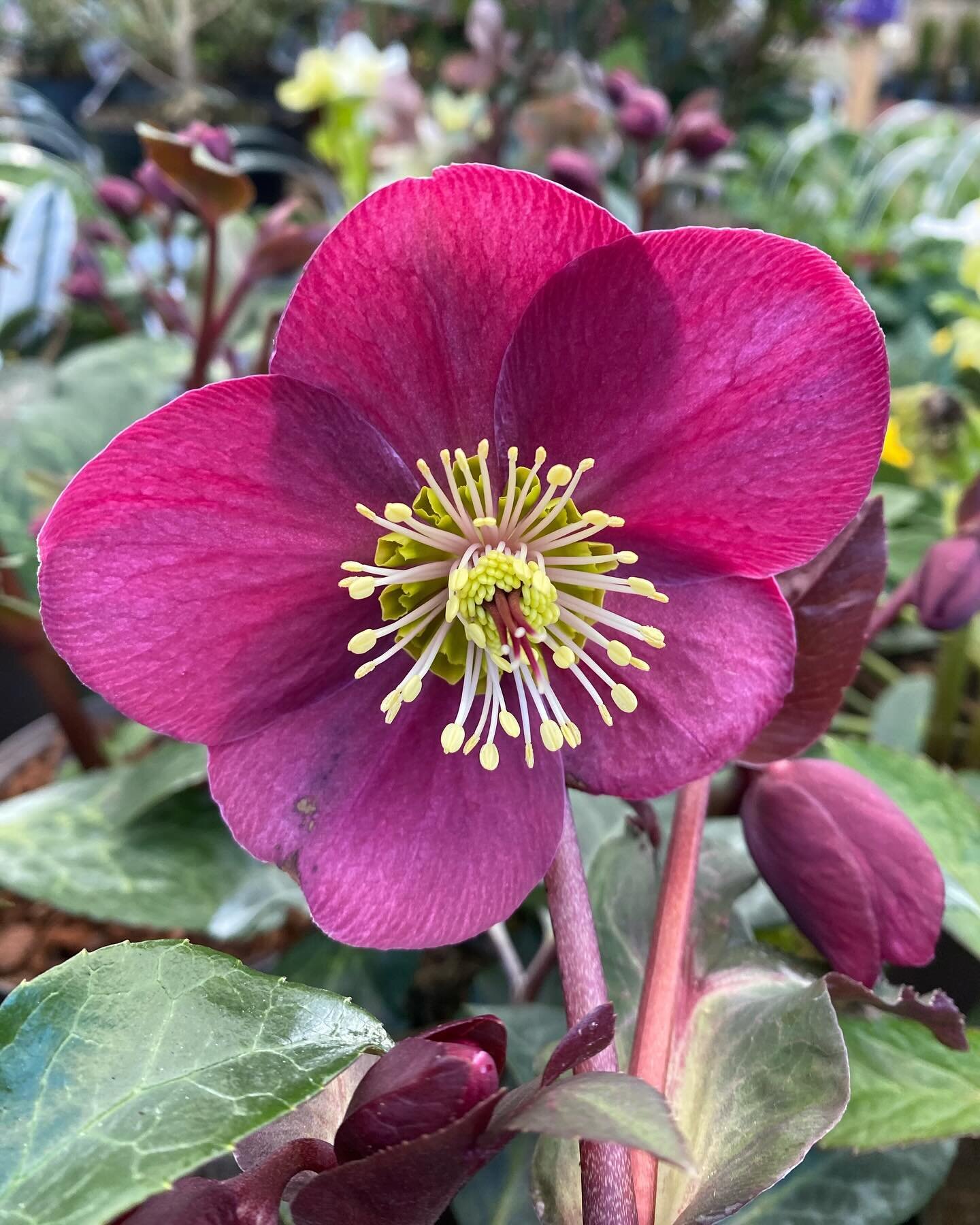 Just a few of our favourites available around the garden centre at this time of year.
Hellebore&rsquo;s, Hamamelis, Primula, Polyanthus, Salix &lsquo;Mount Aso&rsquo; and Snowdrops.
Lots to choose from to brighten up your garden in these winter month