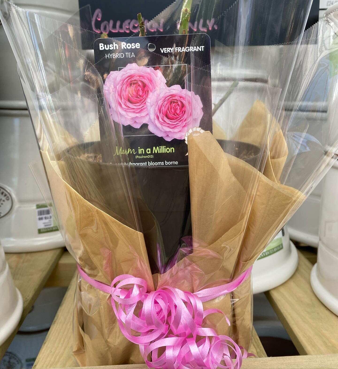 Lots of lovely gifts available for Mother&rsquo;s Day!
Including the Mum in a Million rose which we can gift wrap for you. These are &pound;15, and there are a limited number.
Some lovely pre filled pots to choose from also! 
#millgardencentre #mothe