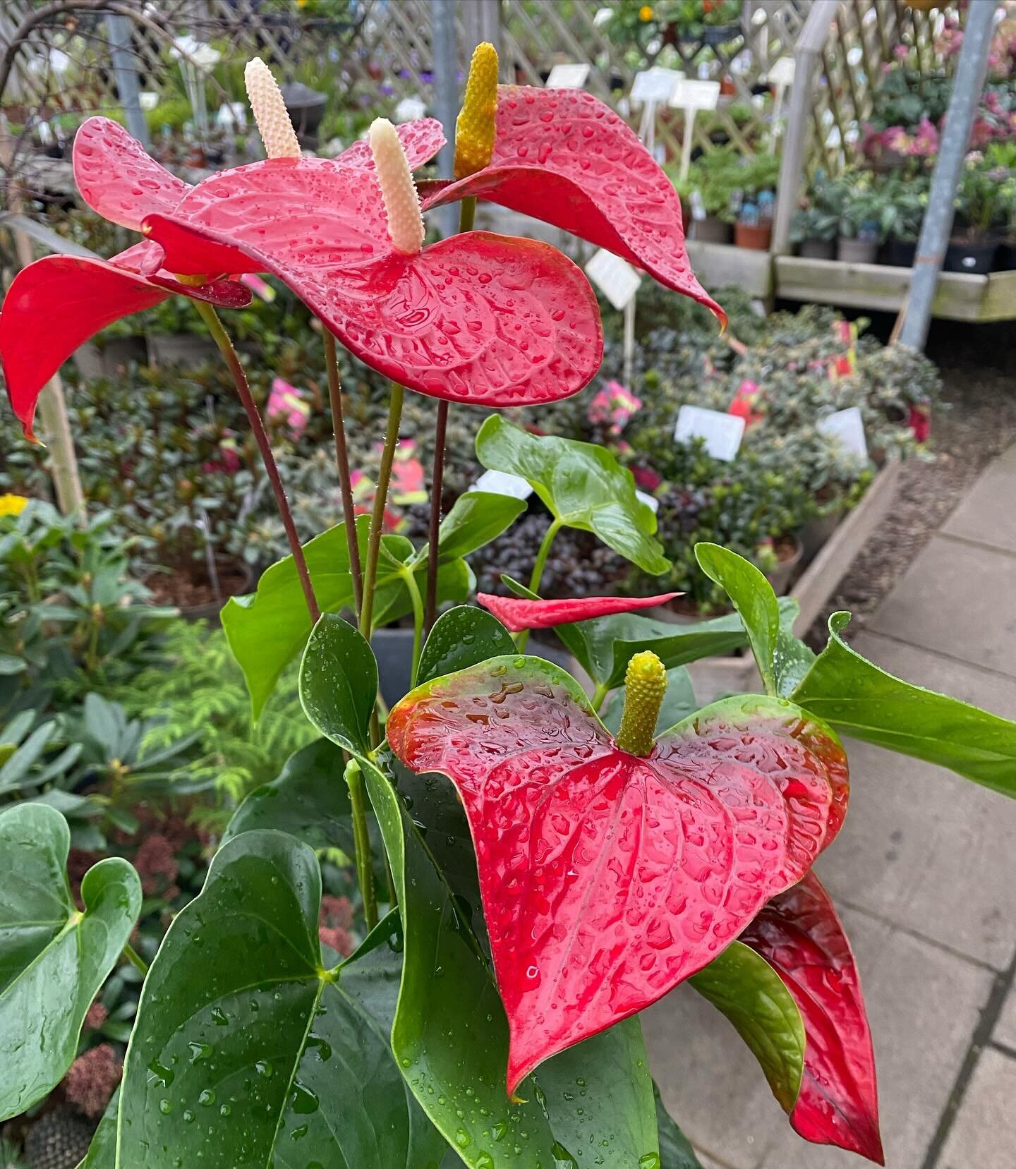 Fantastic new selection of houseplants now available, including Anthurium, Aechmea and  Bromelia. Simply stunning! 😍 🌼🌸🌺🌿🌿🌿🥰
#millgardencentre #houseplants #plantsmakepeoplehappy #flowers #garden #gardenlife