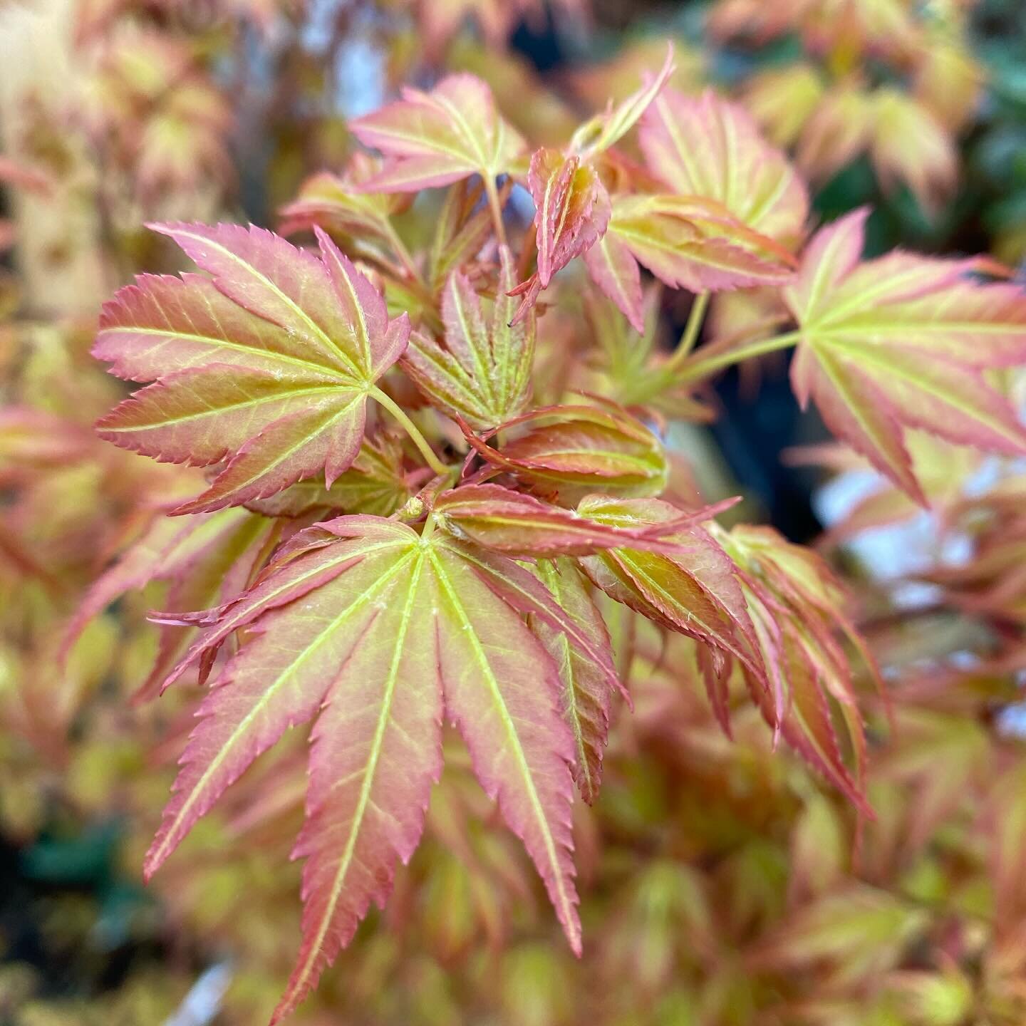 Acer palmatum &lsquo;Katsura&rsquo; 
Always the first of the Japanese Maples to come into leaf.
🍁 😍 🍁
#millgardencentre #acerpalmatum #plantsofinstagram #garden #gardeninspiration #plantsmakepeoplehappy