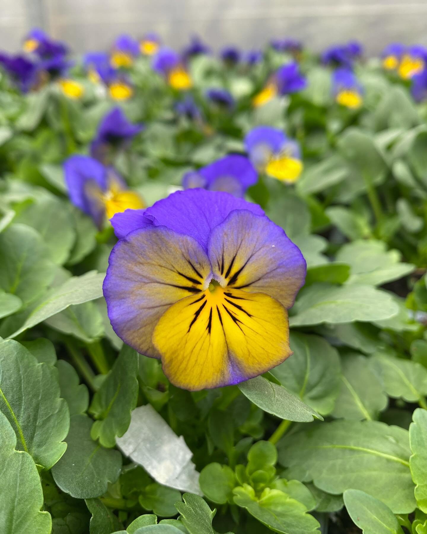 First of the summer bedding plants now available, lots of lovely Pansies and Violas out 🌼🌸🌺😍😍😍
#millgardencentre #beddingplants #pansies #violas #garden #flowers #gardeninspiration #plantsmakepeoplehappy