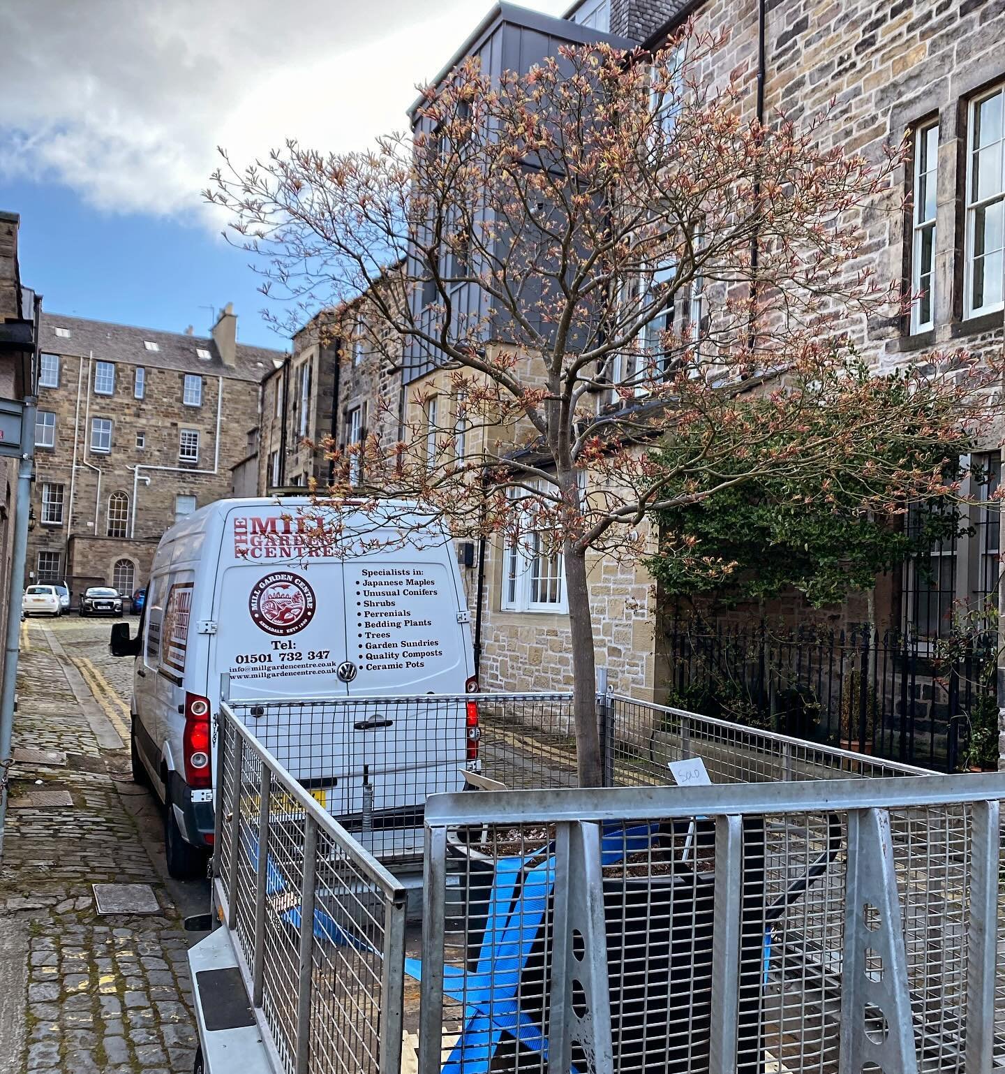 A large specimen Acer palmatum &lsquo;Shinobugo oka&rsquo; being delivered to a very happy customer in Edinburgh this morning! 
#millgardencentre #japanesemaple #specimenplants #acerpalmatum #gardeninspiration #gardening #spring #plantsmakepeoplehapp