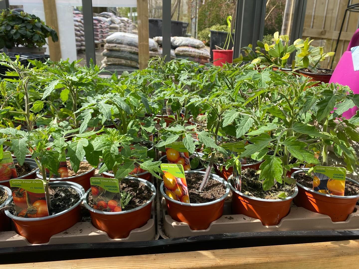 Tomato plants now available! As well as chilli&rsquo;s, peppers, courgettes and lots of vegetable packs. #millgardencentre #growyourown #veg #garden #gardening #plants