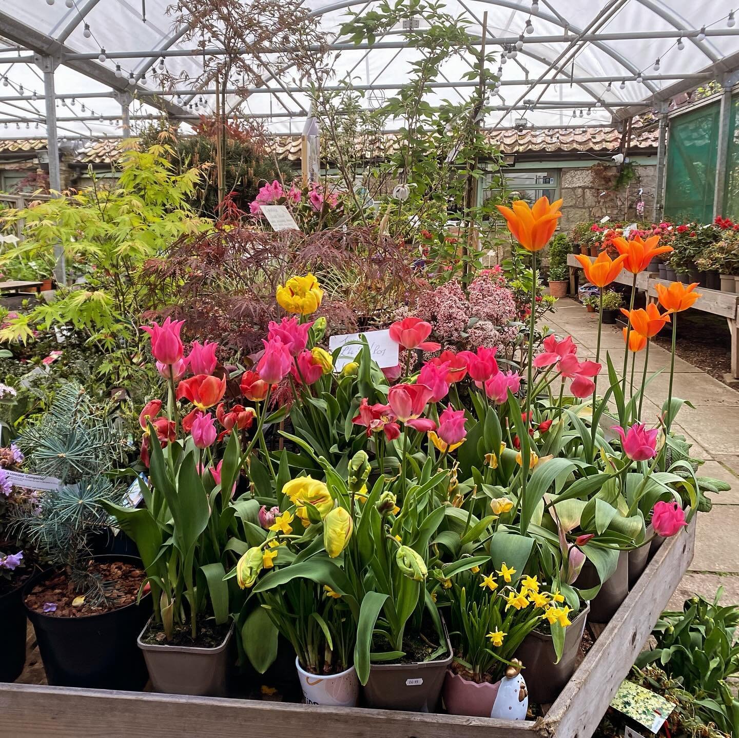Nice to eventually see a good spell of weather! 
Lots of plants looking particularly good at the moment, azaleas and rhododendrons either in flower or just about to bloom, Japanese maples now in leaf and looking fantastic! 
Plenty of summer bedding a