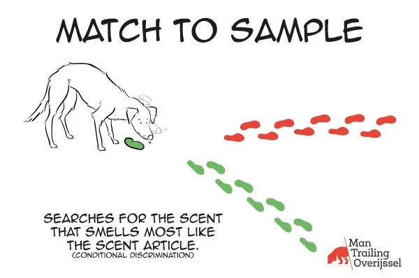 Dog_illustrations_Mantrailing_Overijssel_STUDIO_ALSJEBLIEFT_Nienke