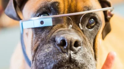 pet-wearables-hed-2015_0.jpg