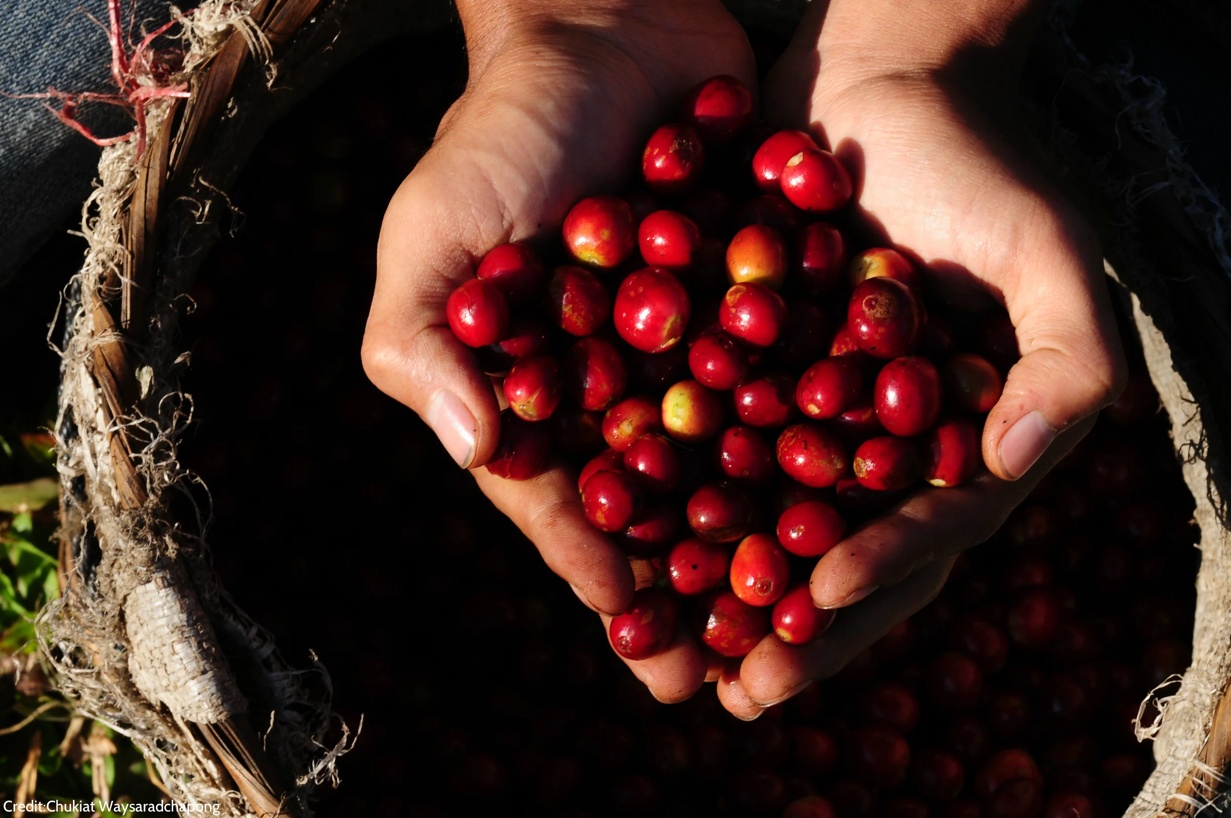 coffee bean_photo by Chukiat Waysaradchapong1.jpg