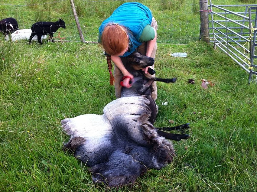 Becky blade shearing a homebred Shetland ewe 