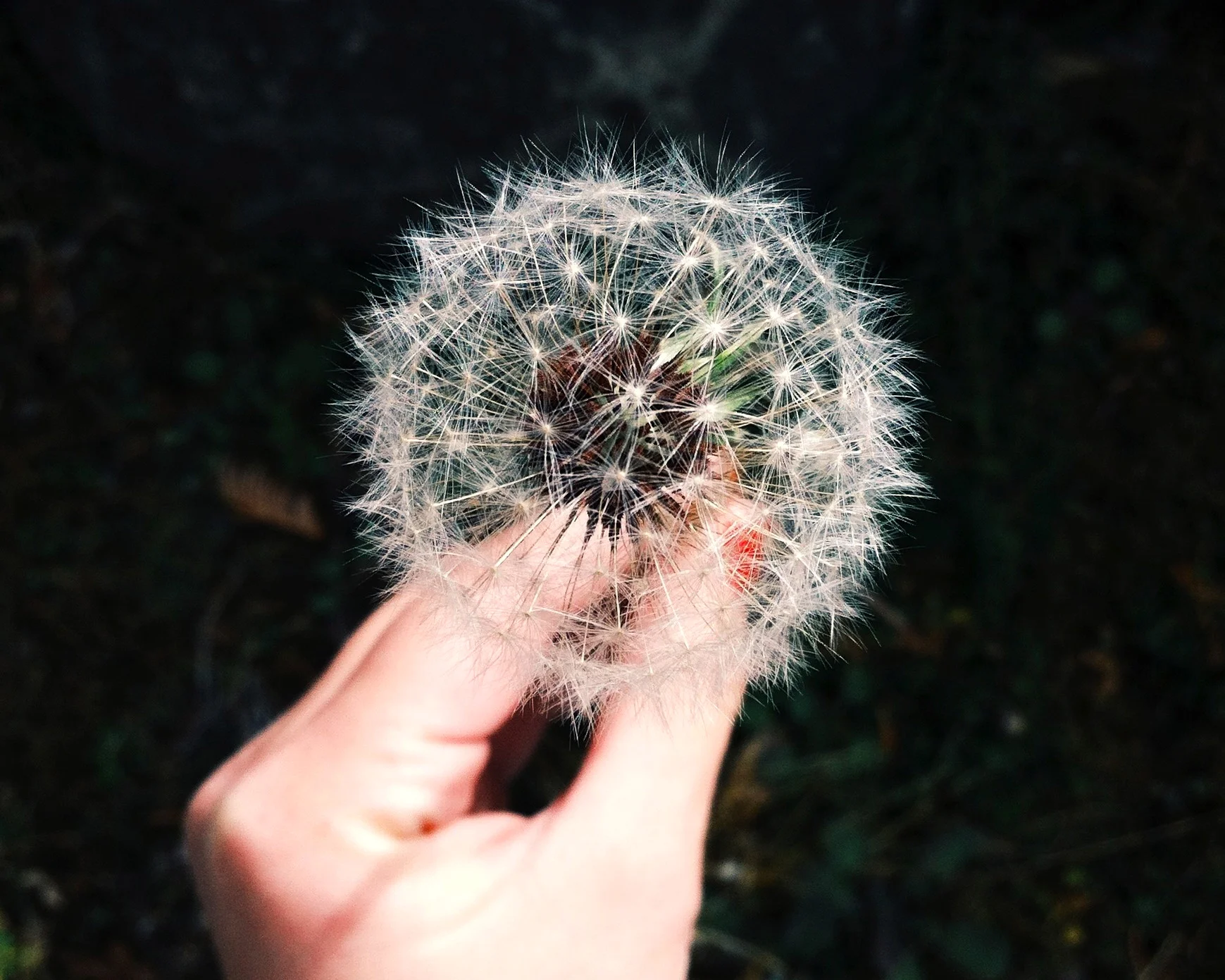 Naturelle beauté