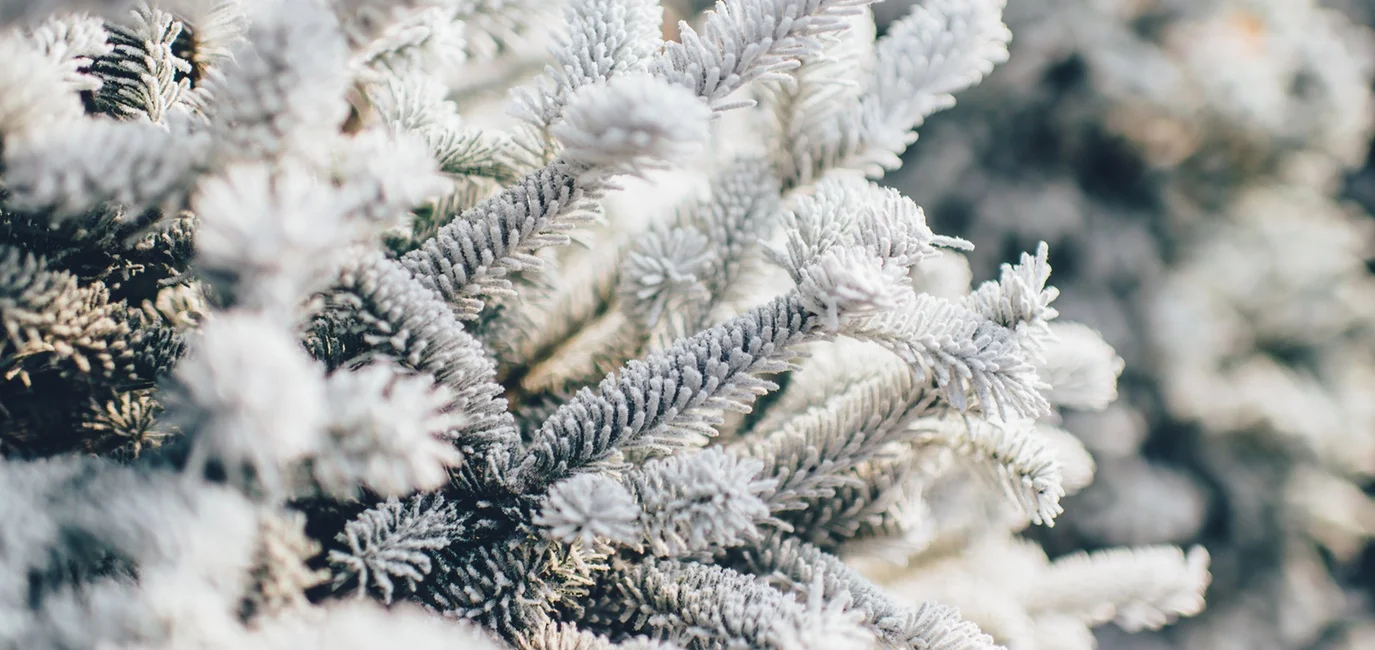 Quand décembre revient...