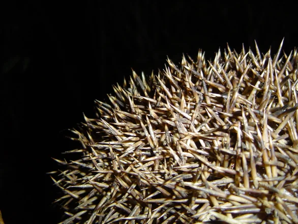 Yé! Je suis stressée!