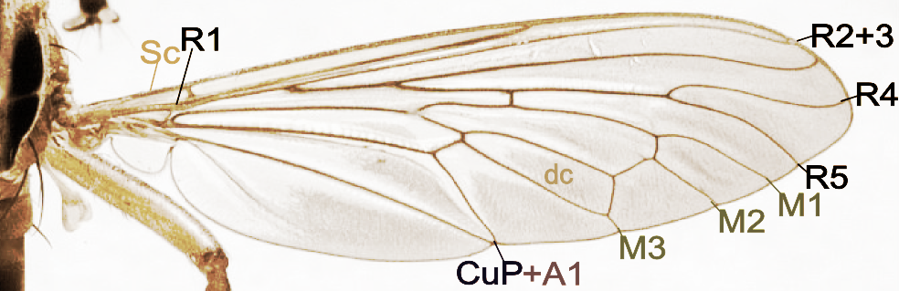 Fly_wing_structure.png