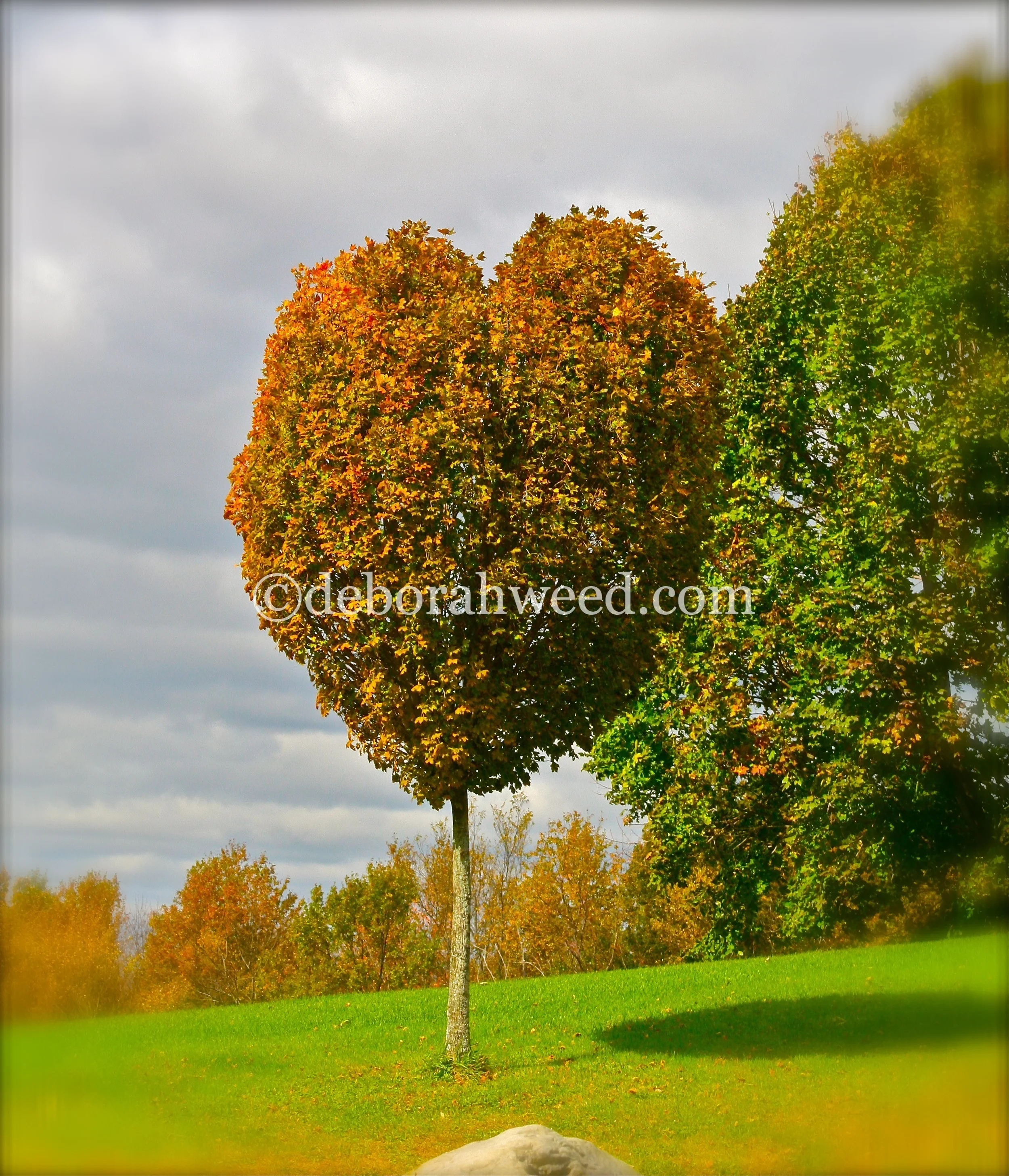 Hearttree:web.jpg