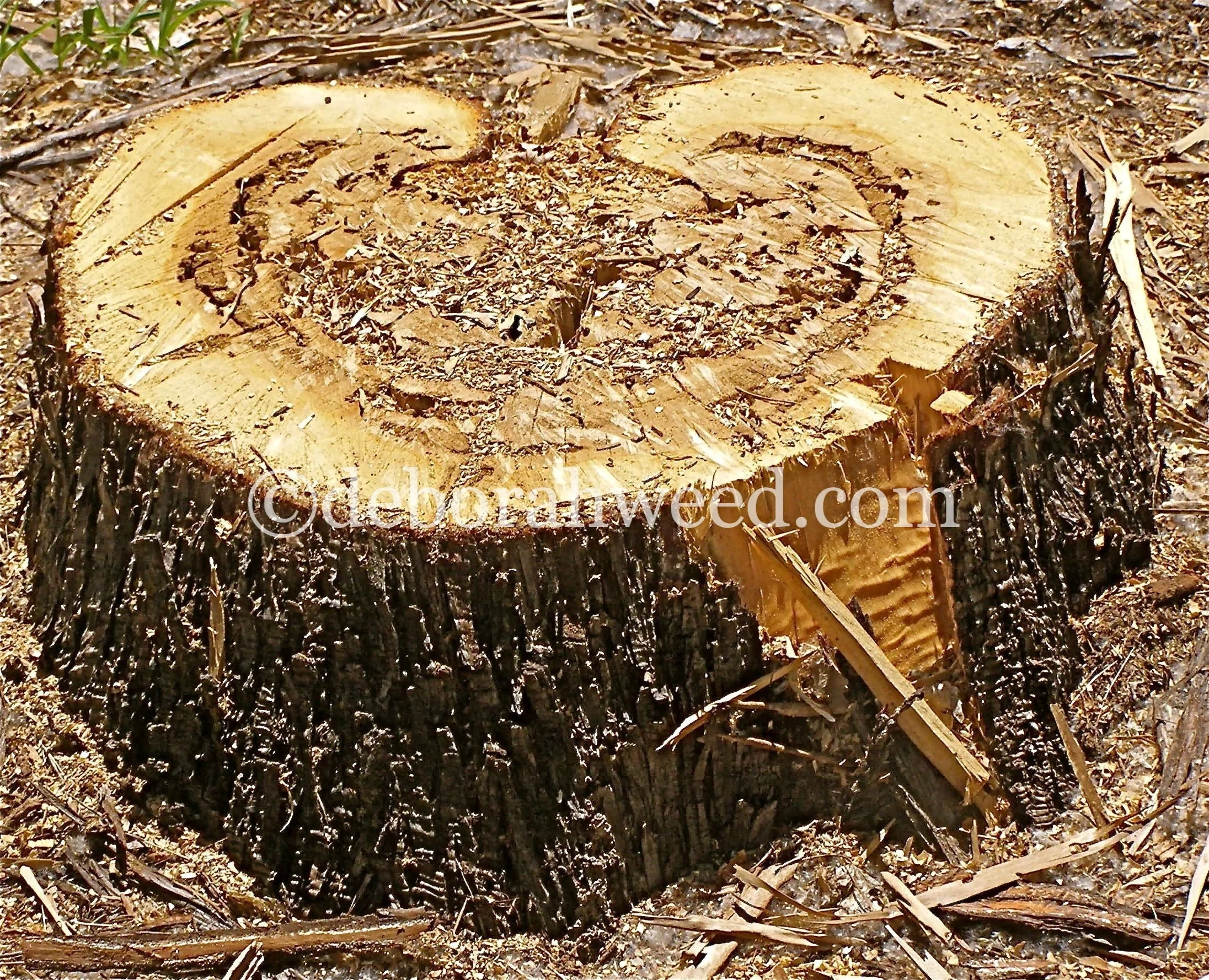 woodenheart:web.jpg