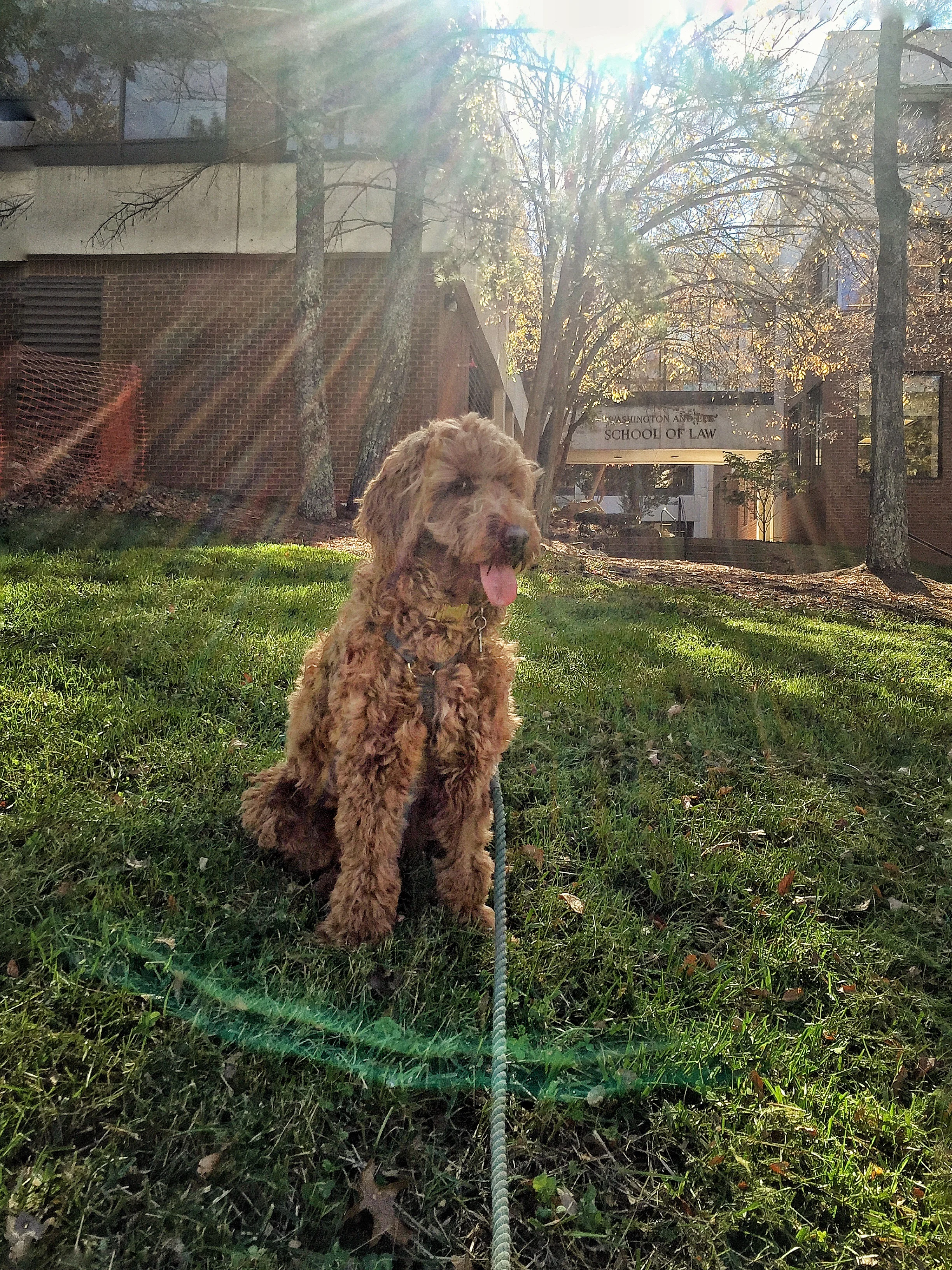 She LOVES her furends and the W&L campus! The hands-free leash comes in handy when obsessively taking pictures too.
