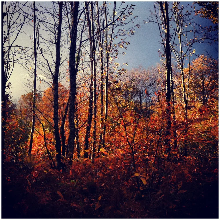 creuse-soir-dorage-by-lilylafronde.jpg