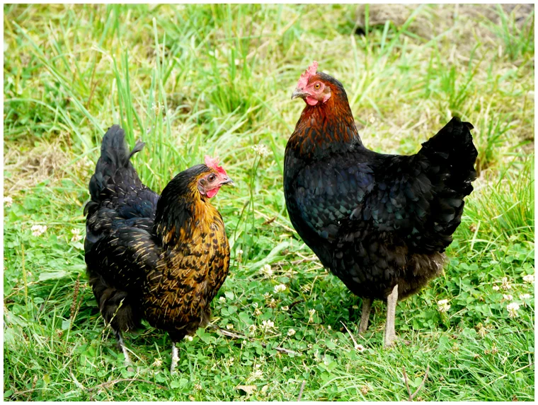 creuse-poules-lilylafronde.jpg
