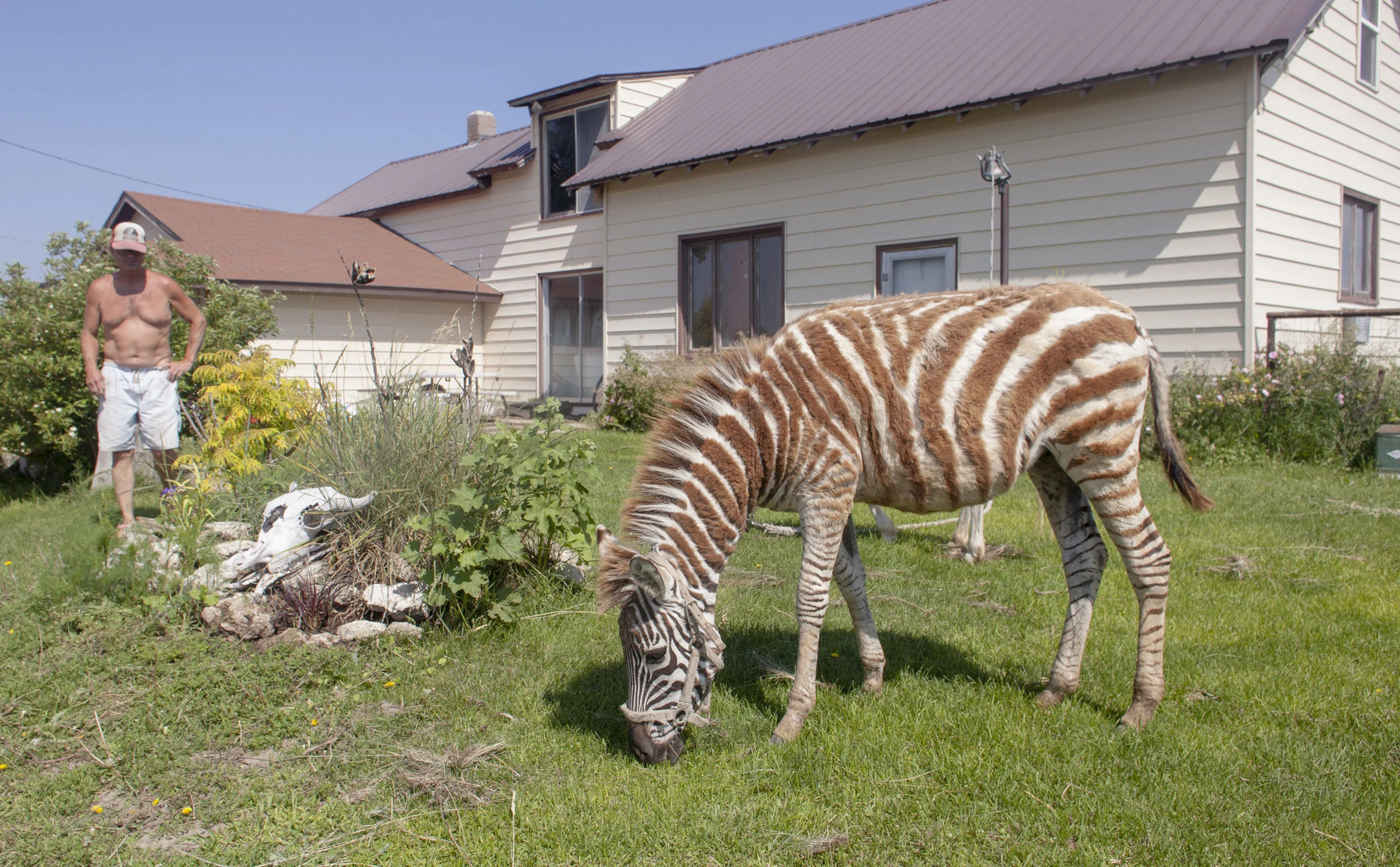 Zebra on the prairie. Somewhere between Valentine and Rosebud.