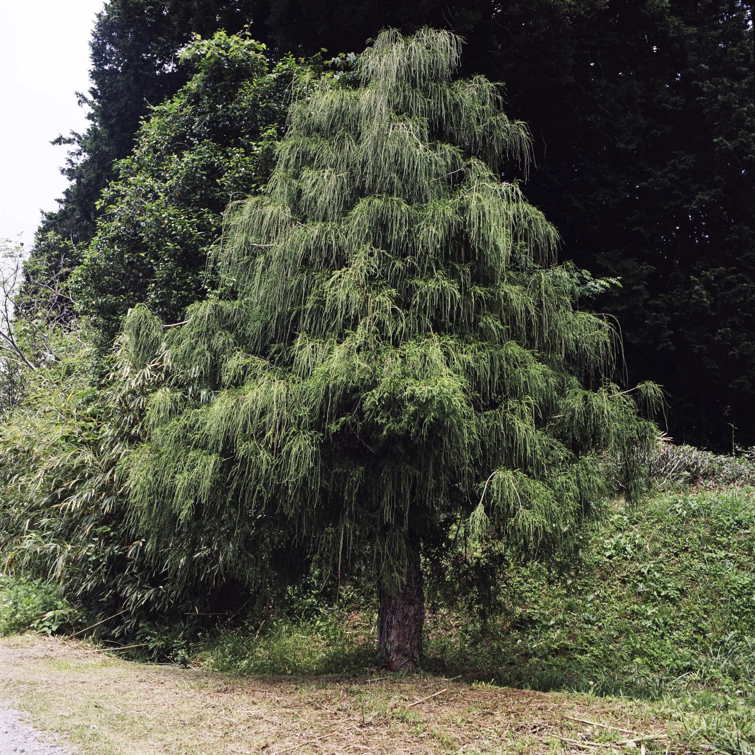 ARBRE-GOTEMBA 19.jpg