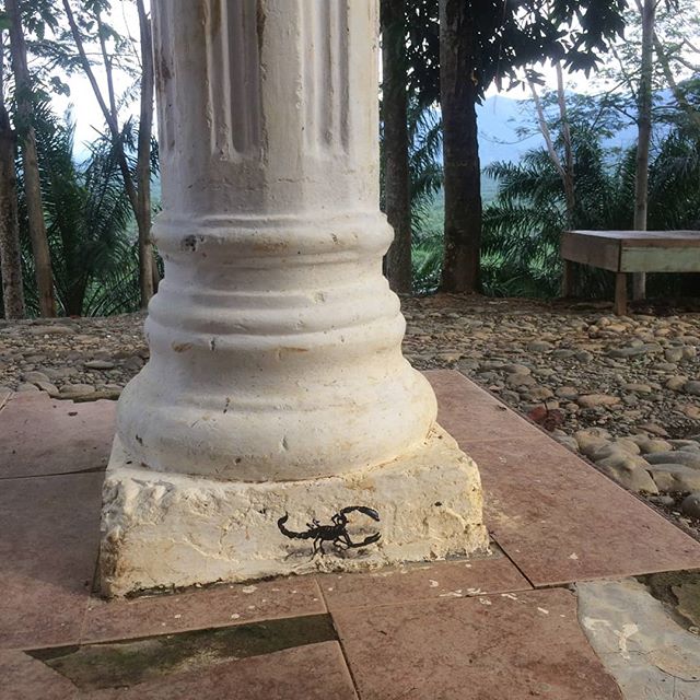 You art what you see... @escif making friends at our basecamp
. 
@orangutaninformationcentre