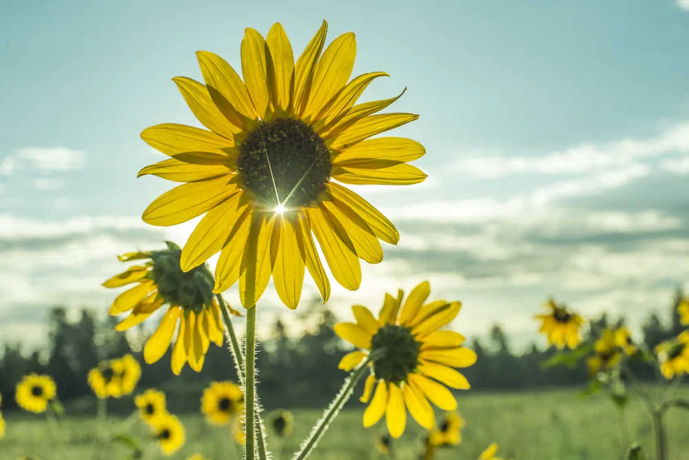 Sunflowers