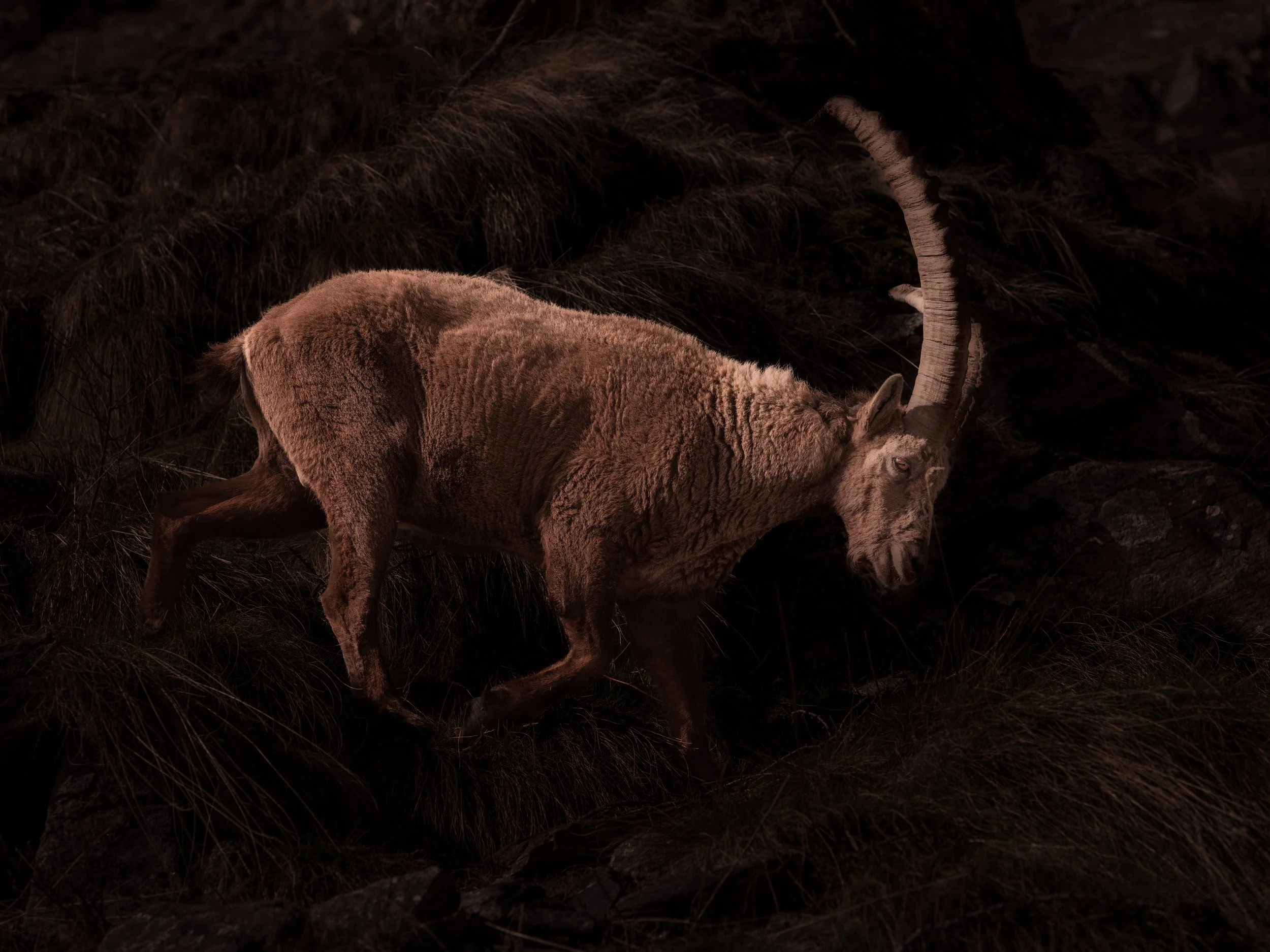  ”A meditation on the Alps as a living sanctuary, where ancient gestures, animal life, and elemental forces unfold beyond human time”.  