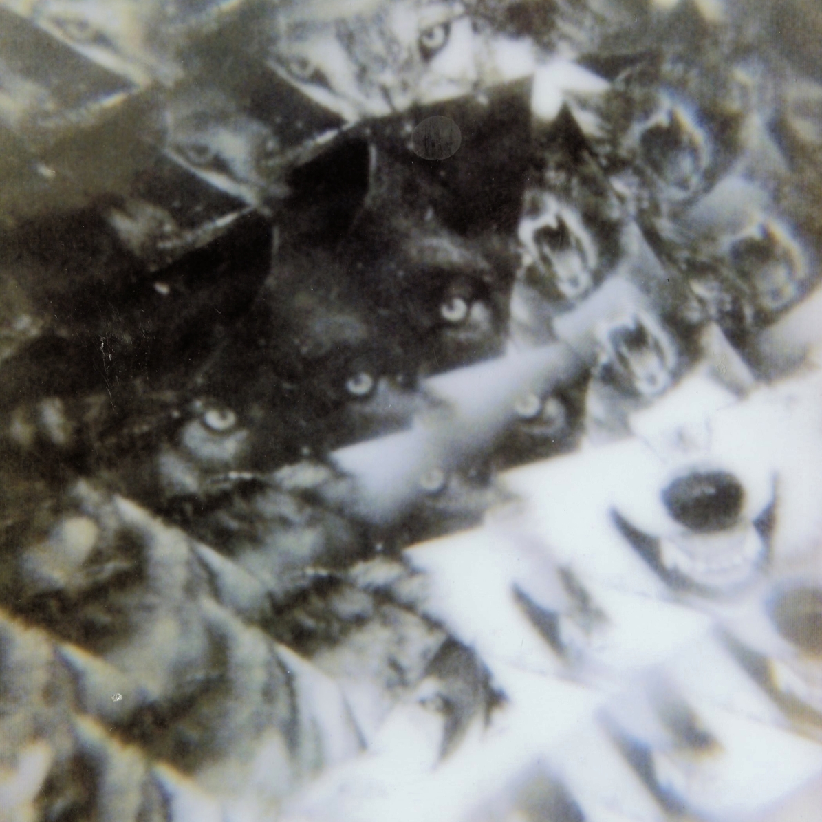 WHR-polaroid.jpg