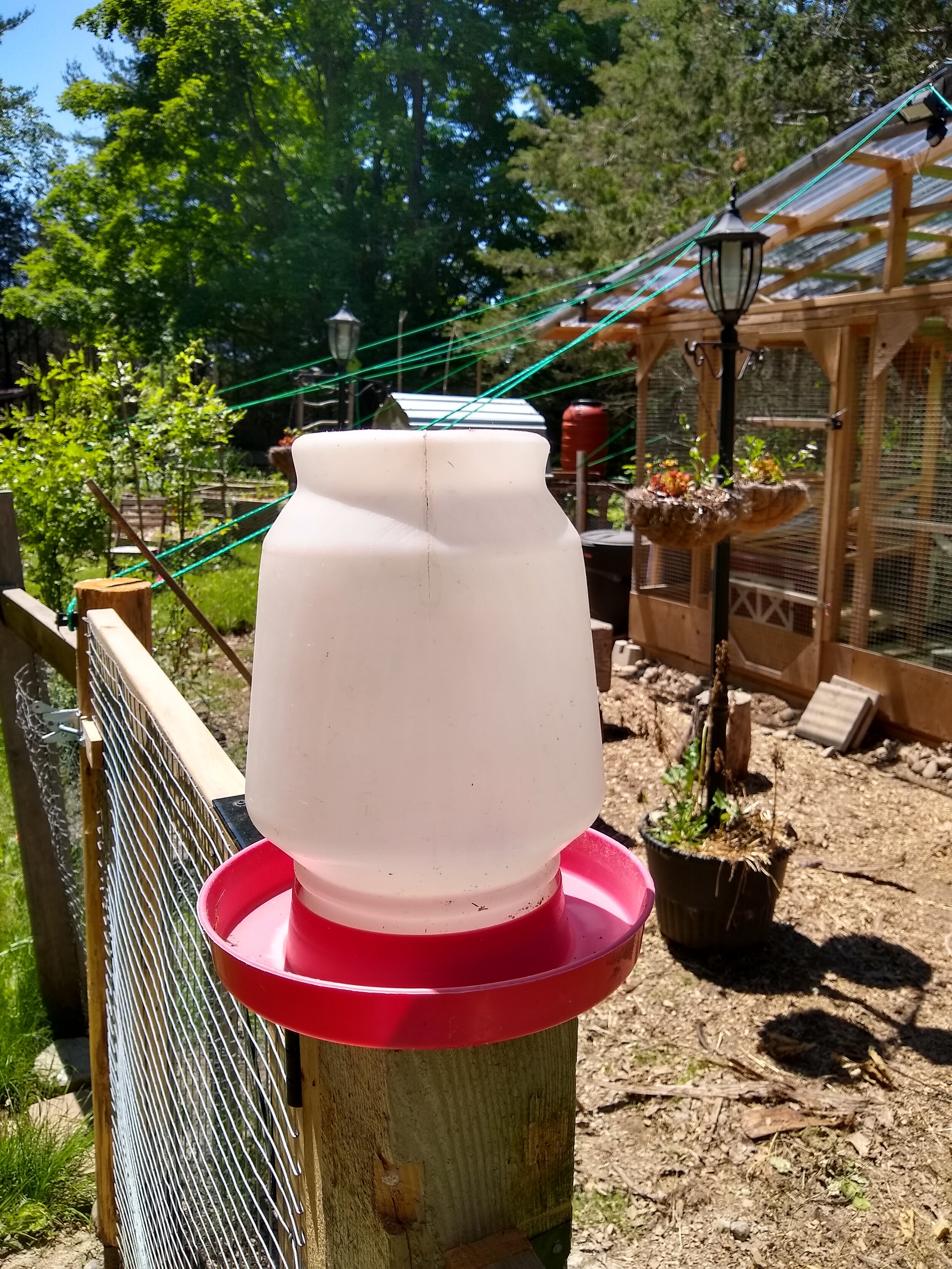 Chickens: “Thanks Bipedal Female Food-And-Water Dispenser, but do you have anything with more dirt in it? ktks”