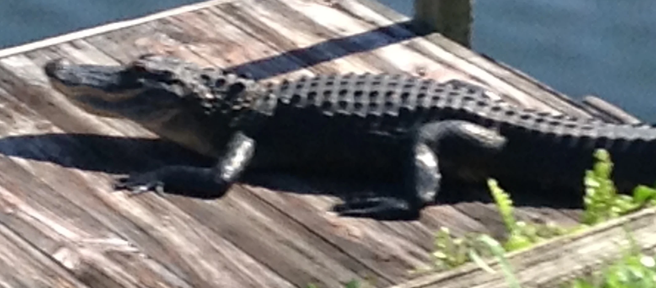 Fluffy sunning on my dock