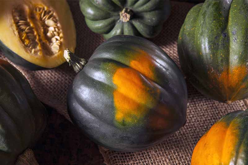 How to Spot Ripe Squash: Tips and Tricks.