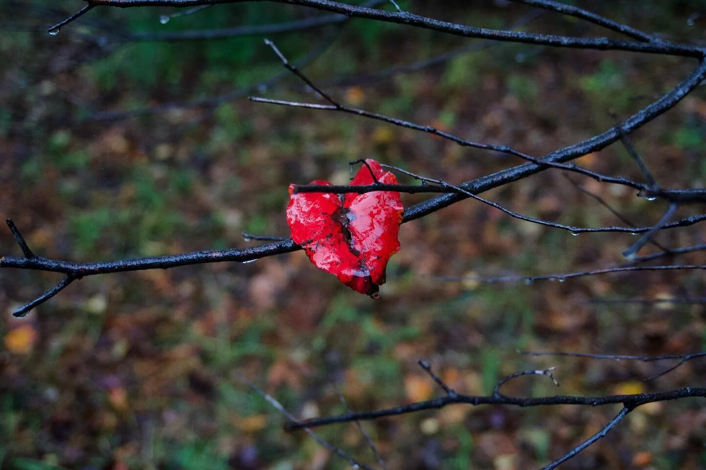 Fall has finally arrived in southeast Alabama! Almost half the trees have their leaves, but this one leaf caught my eye as I was getting ready to make a grocery run in the rain yesterday. And some of the folks in the neighborhood have finished puttin