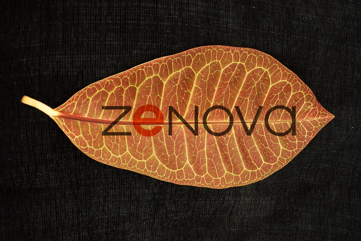 Zenova image.jpg