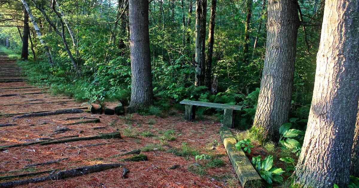 Bog Meadow Trail