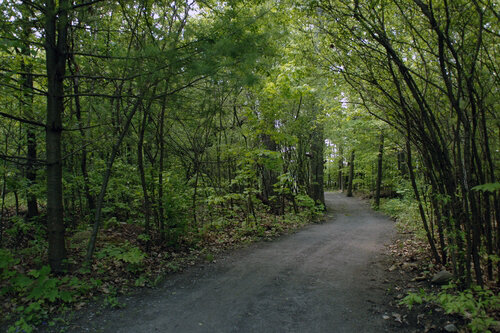 North Woods Trail