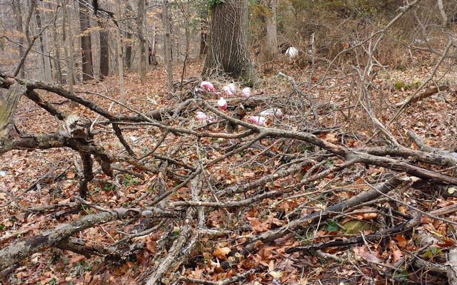 As the children scrambled deeper into the forest along the “Giant Fallen Tree,” we could see something pink beckoning from the bush.