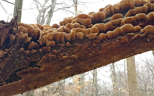 Laetiporus springs up along the length of the tree.