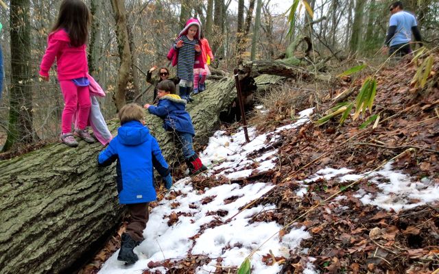 The tree trunk is so high up. Imagine how this tree stood tall over the forest before it fell. What made it fall? What great bit of wind would knock it down?