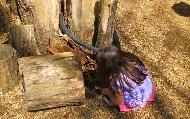 Yet another stump is turned over. She checks these each day, making her rounds, carrying the “adorable baby” insects with her like these two slugs…