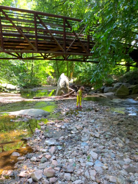 The log/branch bridge takes you to an inlet. At the far edge of this rocky beach is a large boulder that has fascinated all of us for two years. The boulder sticks up out of the creek like a massive tooth, most certainly one from a dinosaur. Of course. It looked like the creek had shifted its course and banks just so to allow us to finally get to that boulder, but no. The connecting piece was just pollen and blossoms caught in an eddy. The children tested it with their sticks before stepping on it. Win!